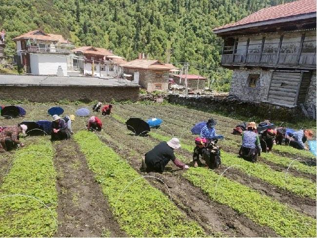 正在基地勞作的村民們。王強(qiáng)攝