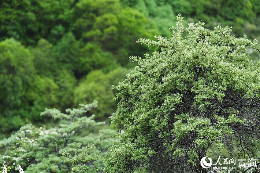 娘娘山麓。人民網(wǎng) 陳明菊攝