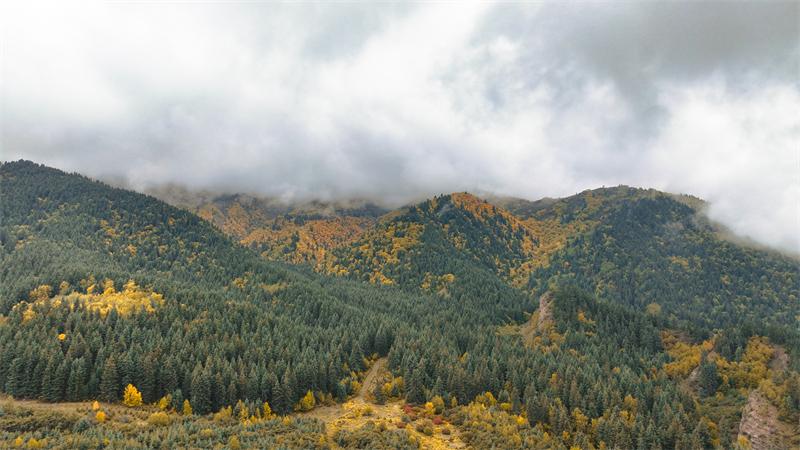 秋韻坎布拉。羊格東智攝